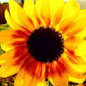 Meet your Posher, Corinne